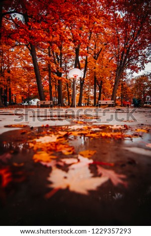 TORONTO PARK WITH BASKETBALL NET IN FALL/AUTUMN - Beautiful, low angle, colorful park setting with basketball net and court. Red and orange fall foliage with fallen leaves. Toronto, Ontario, Canada
