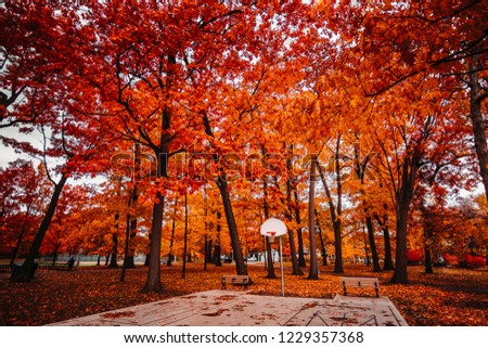 TORONTO PARK WITH BASKETBALL NET IN FALL/AUTUMN - Beautiful, wide angle, colorful park setting with basketball net and court. Red and orange fall foliage with fallen leaves. Toronto, Ontario, Canada