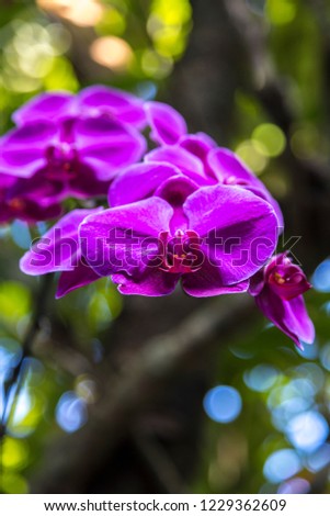 Spray of purple orchids with soft focus background in Bali, Indonesia