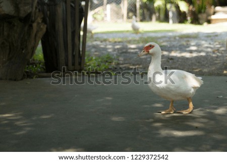 The duck in farm animal. Livestock of duck.