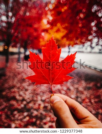 RED CANADIAN MAPLE LEAF IN FALL/AUTUMN SETTING - Red leaf being held up by hand inside tunnel of fall leaves and foliage. Red and yellow seasonal colors. Exploring Canada. Toronto, Ontario, Canada