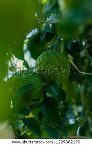 Kaffir lime and green leaf on the branch. Thai people eat it because it is sweet and sour. It is a herbal medicine and a major spice of Thai food. Picture is selective focus style.