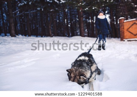 Fun photo a dog and a boy playing in the winter in the forest. Alaskan Malamute stuck his nose in the snow.