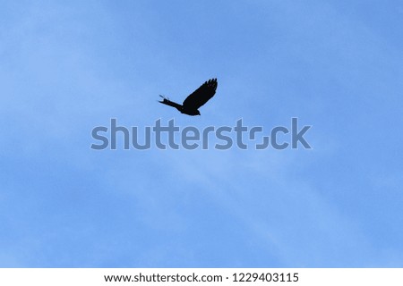 isolated black bird flying in bright blue sky