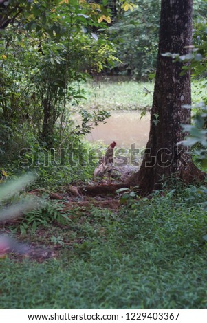 partridge in the Sumatran tropical rainforest