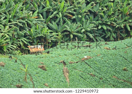Cabbage green fields Royalty-Free Stock Photo #1229410972