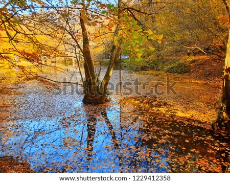 Colourful autumn leaves on lake surface / Yedigoller (Seven Lakes) National Park in November