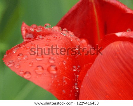 Raindrops on a red tulip. Nature photography