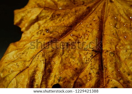 Wet leaves, water drop on the leaf