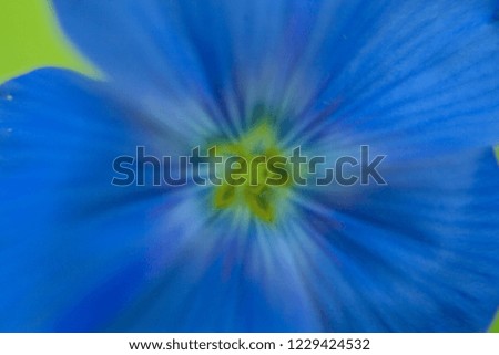 Close-up of blue flax flower. Macro