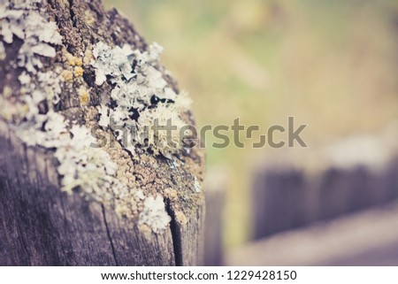Old wooden fence. Selective focus. Shallow depth of field.