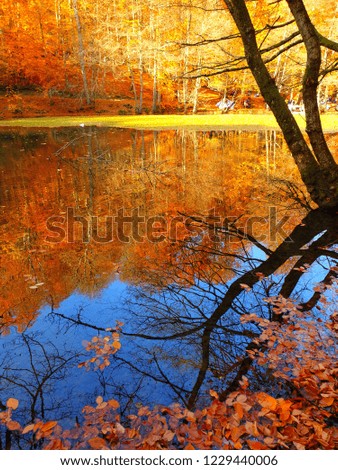 Colorful autumn trees reflected on lake surface / Yedigoller (Seven Lakes) National Park in November