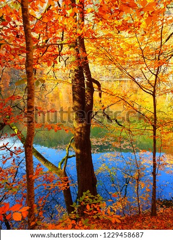 Colourful autumn leaves / Yedigoller (Seven Lakes) National Park in November