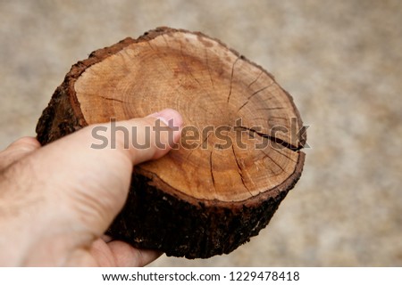 A hand holding a tree stump slice. Wood and forestry concept image. 