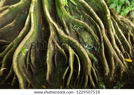 Tree roots in Tak, Thailand