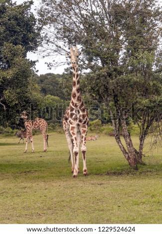 Giraffes in the jungle of Kenya in Africa