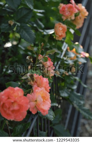 flowering roses in the garden