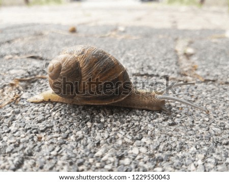 snail on the street