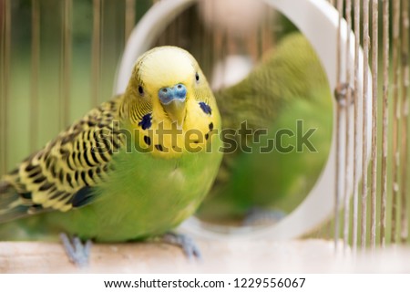 Green budgerigar parrot close up sits on cage near the mirror. Cute green budgie.  Royalty-Free Stock Photo #1229556067