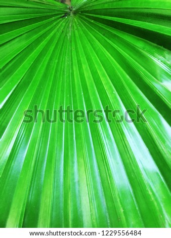 Texture of Green palm Leaf.
