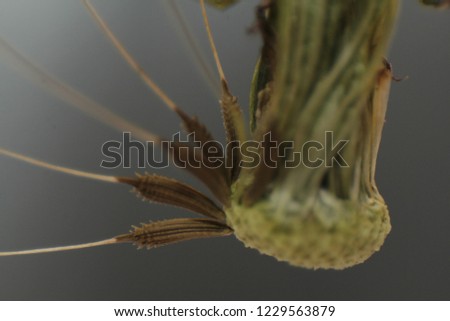 Dandelion - interior with some seeds attached to the head. Closeup, macro picture.