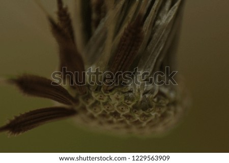 Dandelion - interior with some seeds attached to the head. Closeup, macro picture.