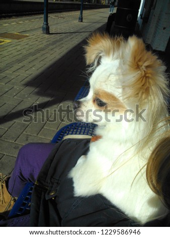 
A Chihuahua posing in the sun