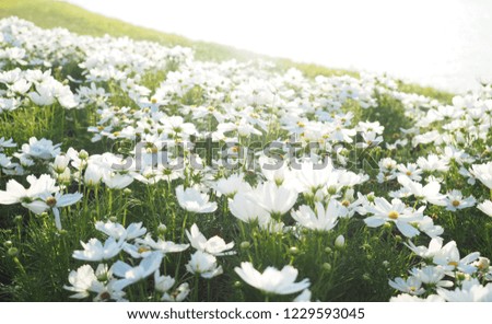 White cosmos flowers field with sun light.