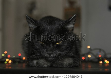 Cat with bubble lights on background