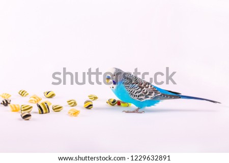 sky blue  wavy parrot with plastic toy skateboard and candy  on color background 