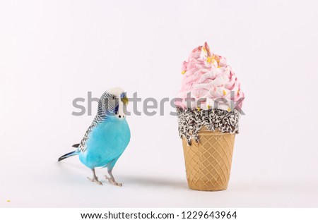 sky blue  wavy parrot with 	
ice cream on color background 
