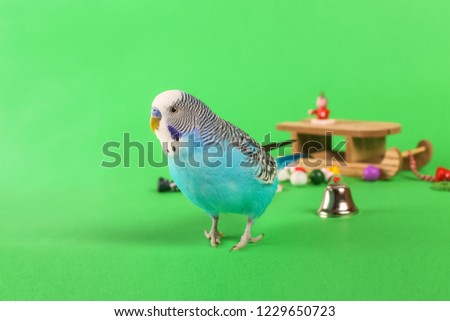 sky blue  wavy parrot with plastic toy   on color background. Christmas. Christmas tree. Christmas tree decorations. Wooden sleds