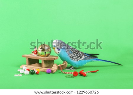 sky blue  wavy parrot with plastic toy   on color background. Christmas. Christmas tree. Christmas tree decorations. Wooden sleds