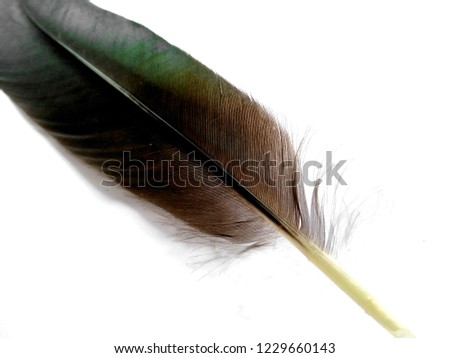Single black feather isolated on white background.