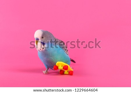 sky blue  wavy parrot with plastic toy skateboard  on color background 