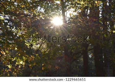 Morning Sun and Trees in Autumn