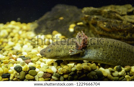 Axolotl swimming underwater photography of brown Salamande marine life fish tank aquarium - Axolotl Mexican