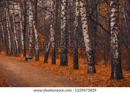 Alley of birches in the autumn garden
