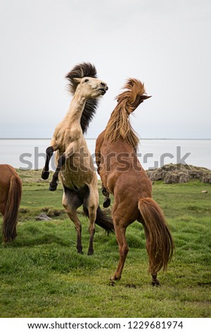 Iceland Landscape Horses