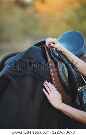 Cropped view of woman hands patting the horse