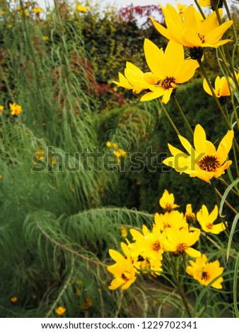 Bright yellow flowers framing the right side of the photo, on the background of a garden fence.