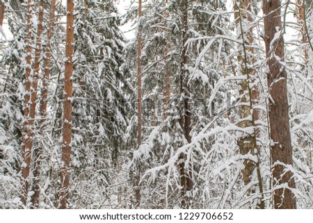 Winter forest landscape. The trees are covered with snow. Brown trunks and green spruce.
