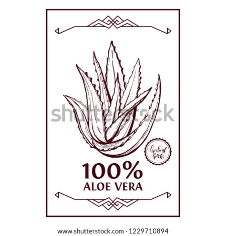 Aloe medical herb sketch botanical vector icon for medicinal herbal phytotherapy design. Medicinal plant.  Medical herbs.  Vector illustration.