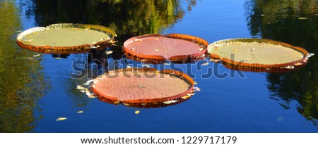 Victoria amazonica is a species of flowering plant, the largest of the Nymphaeaceae family of water lilies. It is the National flower of Guyana.