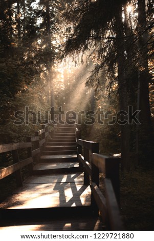 Morning rays of light through the fog Royalty-Free Stock Photo #1229721880