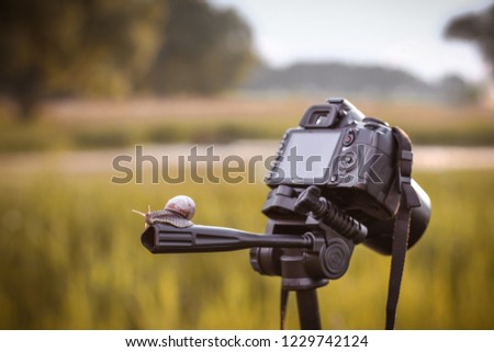 Snail, nature and camera