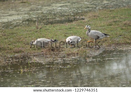 Bar-headed geese (Anser indicus) searching for food. Keoladeo Ghana. Bharatpur. Rajasthan. India.