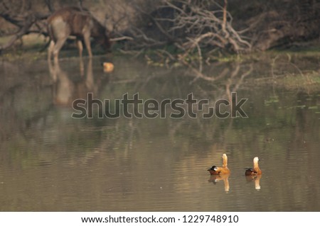 Ruddy shelduck (Tadorna ferruginea). Pair (female to the right and male to the left). Keoladeo Ghana. Bharatpur. Rajasthan. India.