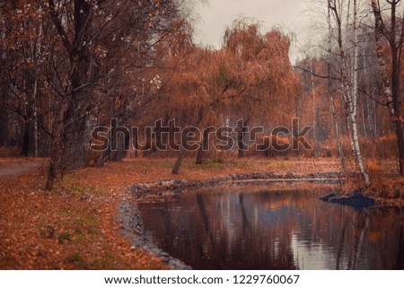 Mirror in the forest. Lake and reflection