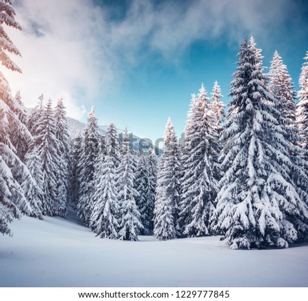 Vivid white spruces on a frosty day. Location Carpathian national park, Ukraine, Europe. Alpine ski resort. Exotic wintry scene. Idyllic winter wallpaper. Happy New Year! Discover the beauty of earth.